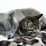 Za co kocham moje koty?