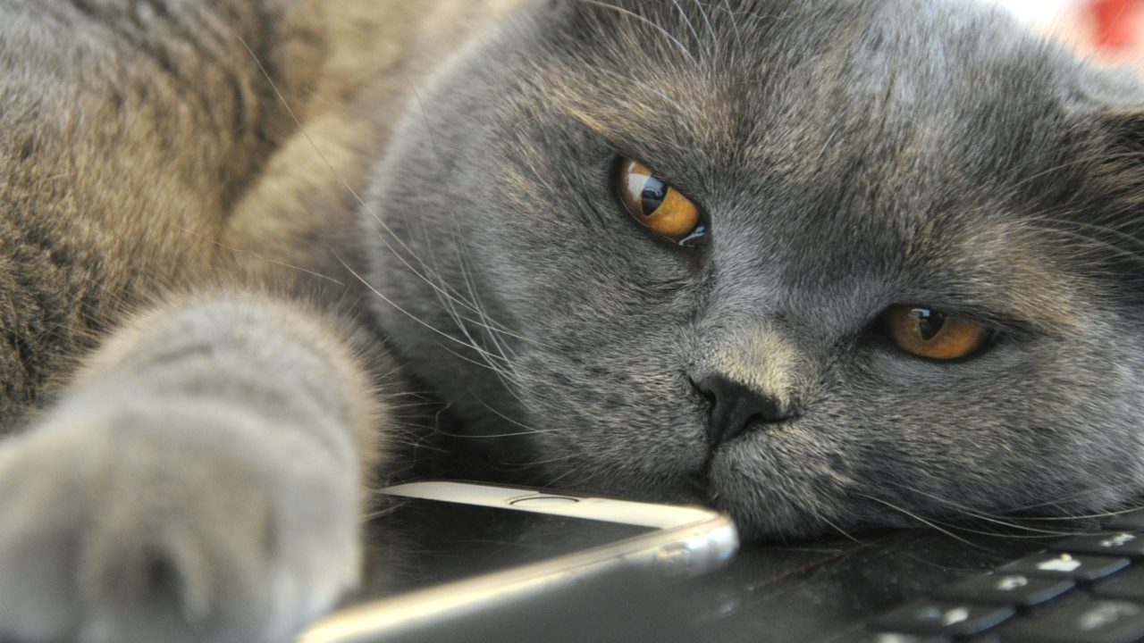 Jak mieszkać z dwoma kotami