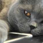 Jak mieszkać z dwoma kotami